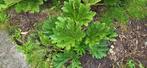 Gunnera Manicata, Tuin en Terras, Ophalen of Verzenden, Zomer, Volle zon