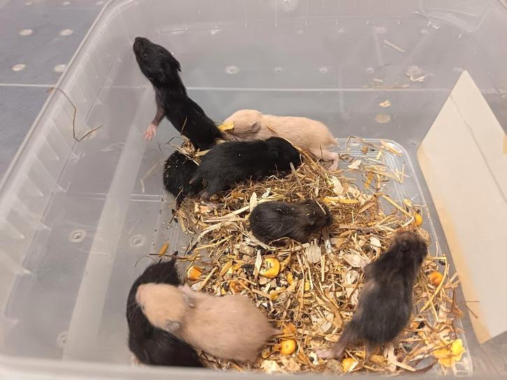 Goudhamster mannetjes en vrouwtjes, Dieren en Toebehoren, Knaagdieren, Meerdere dieren, Hamster, Oktober, Tam