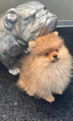 Pomeriaan teefje 6 maandjes., Dieren en Toebehoren, Particulier, 15 weken tot 1 jaar, Buitenland, Teef