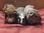 Jonge cavia's, Dieren en Toebehoren, Knaagdieren, Cavia, Mannelijk, Tam, September