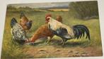 dl 1910 Pluimvee Haan en kippen mooie Müller kaart, Ophalen of Verzenden, Voor 1920, Overige thema's
