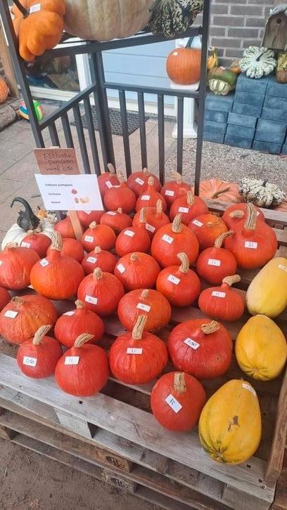 Pompoenen eetbare halloween sier reuze pompoenen, Tuin en Terras, Tuinwanddecoratie, Ophalen