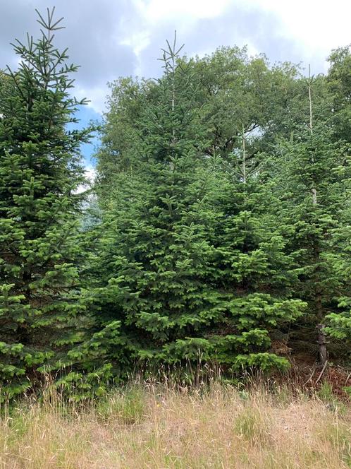Grote Nordmann kerstbomen 8 meter ong 10 stuks vers van het, Tuin en Terras, Planten | Bomen, Overige soorten, Volle zon, Ophalen