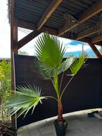 Washingtonia Robusta Palmboom, Tuin en Terras, Planten | Bomen, In pot, Minder dan 100 cm, Halfschaduw, Bloeit niet