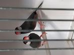 Forse rijstvogels, Dieren en Toebehoren, Vogels | Overige Vogels, Meerdere dieren