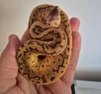 Nr manderin pastel pin dh dg pied 30% korting, Slang, 0 tot 2 jaar