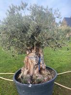 Olijfboom met stoere stam en volle kruin NR:BL-43, Tuin en Terras, Planten | Fruitbomen, Ophalen, Lente, Overige soorten, Volle zon