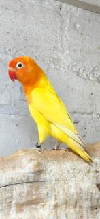 Mooie gele/creme/ino fischeri, Dieren en Toebehoren, Geslacht onbekend, Dwergpapegaai of Agapornis, Geringd