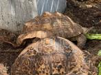 Luipaardschildpadden kweekgroep - Stigmochelys pardalis, Schildpad