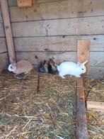 3 kleine konijntjes, Dieren en Toebehoren, Mannelijk, Klein, 0 tot 2 jaar