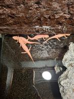 Ribbensalamander albino, Dieren en Toebehoren, Reptielen en Amfibieën, Amfibie, 0 tot 2 jaar
