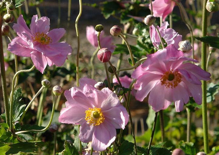 Anemone Konigin Charlotte | Anemoon | Chemievrij, Tuin en Terras, Planten | Tuinplanten, Vaste plant, Overige soorten, Halfschaduw