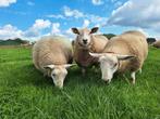 Prachtige dikke swifter ooilammeren, schapen, lammeren, Dieren en Toebehoren, Schapen, Geiten en Varkens, Vrouwelijk, Schaap, 0 tot 2 jaar