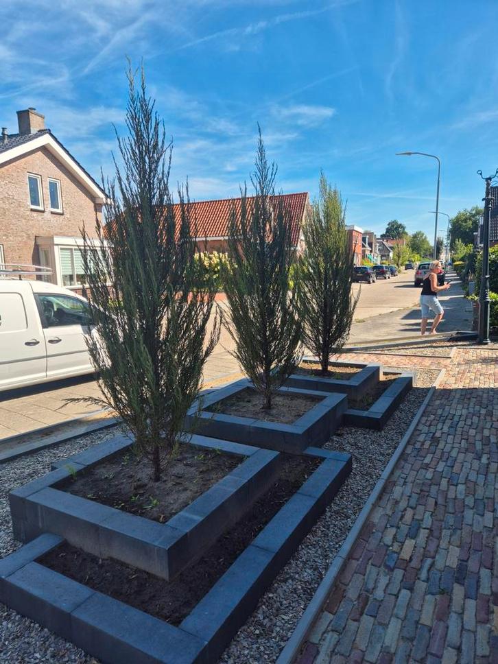 Zuilvormige bomen jeneverbes, Tuin en Terras, Planten | Bomen, Zuilboom, 100 tot 250 cm, Volle zon, Bloeit niet, In pot, Ophalen of Verzenden