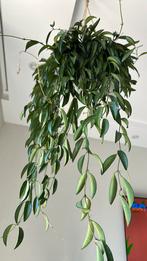 Hoya wayetii groot xxl wasbloem, Ophalen of Verzenden, Overige soorten, Minder dan 100 cm