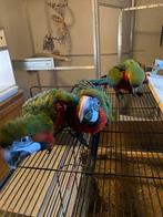 3 jonge harlekijns ara’s, Mannelijk, Papegaai, Tam