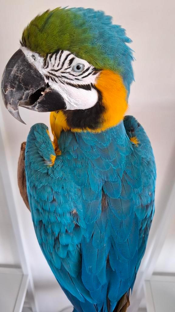 Blauw-gele ara opgezet, Verzamelen, Dierenverzamelingen, Zo goed als nieuw, Opgezet dier, Ophalen of Verzenden