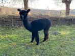 Prachtige Zwarte Alpaca hengst en merrie.  ‼️, Dieren en Toebehoren, Augustus, Meerdere dieren