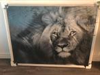 Lion King glas schilderij, Ophalen, Nieuw, Schilderij, 100 tot 125 cm