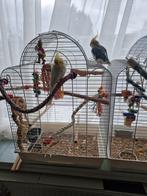 2 valkparkieten, Dieren en Toebehoren, Meerdere dieren, Parkiet