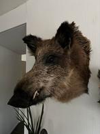 Prachtig Nieuw Opgezette Zwijn Kop XXL Taxidermie, Nieuw, Wild dier, Opgezet dier, Ophalen of Verzenden