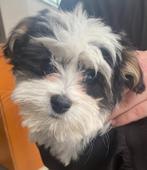 Lief Biewer Yorkshire pupje zoekt warm thuis, Dieren en Toebehoren, Yorkshire Terriër, Particulier, Rabiës (hondsdolheid), Reu