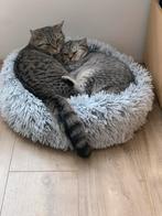 Nieuw en fijn thuis voor twee prachtige katten, Meerdere dieren, Gechipt, 0 tot 2 jaar