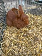 Rode Nieuwzeelanders te koop, Dieren en Toebehoren, Konijnen, Meerdere dieren, Groot, 0 tot 2 jaar