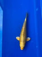 Yamabuki, Dieren en Toebehoren, Karper of Koi