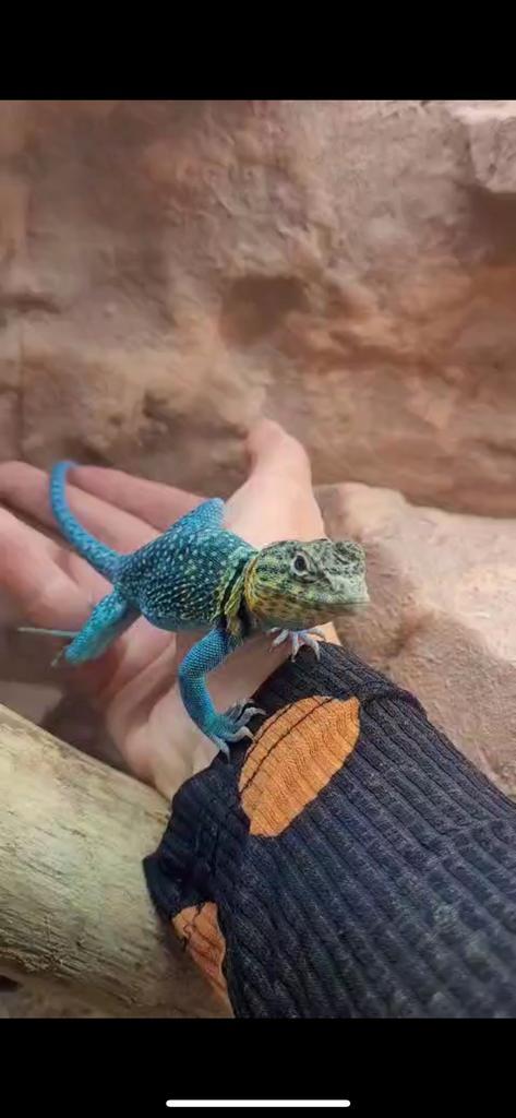 Halsbandleguaan crotaphytus collaris blazing blue man, Dieren en Toebehoren, Reptielen en Amfibieën, Hagedis, 0 tot 2 jaar