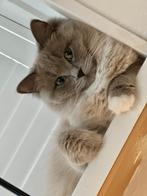 Lieve ragdoll Coco zoekt een nieuw thuis – wegens emigratie, Dieren en Toebehoren, Katten en Kittens | Raskatten | Langhaar, Poes