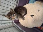 4 prachtige kittens te koop, Dieren en Toebehoren, Katten en Kittens | Raskatten | Korthaar, Meerdere dieren, Ontwormd