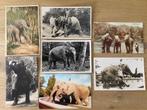 Oliefant, 7 ansichtkaarten, Verzamelen, Ansichtkaarten | Dieren, Ophalen of Verzenden, 1940 tot 1960, Hond of Kat