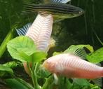 Hobbyaquarium Corydoras Albino, Vis, Zoetwatervis, Schoolvis
