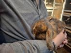 Leuke Franse Hangoor rammetje konijntje, Dieren en Toebehoren, Konijnen, Mannelijk, Groot, Hangoor, 0 tot 2 jaar