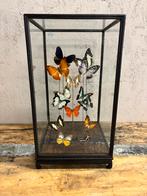 Mooie vitrine met diverse vlinders, Verzamelen, Dierenverzamelingen, Nieuw, Opgezet dier, Ophalen, Insect
