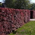 Fagus sylvatica 'Atropunicea' Bruine beuk Rode beuk, Tuin en Terras, Overige soorten, Vaste plant, Ophalen of Verzenden, Halfschaduw