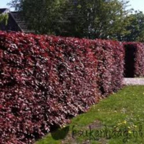 Fagus sylvatica 'Atropunicea' Bruine beuk Rode beuk, Tuin en Terras, Planten | Tuinplanten, Vaste plant, Overige soorten, Halfschaduw
