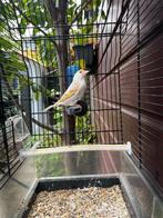 Bastaard Major Putter Kanarie, Dieren en Toebehoren, Geslacht onbekend, Wildzangvogel, Geringd