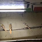 Te koop Baardmannetjes, Dieren en Toebehoren, Meerdere dieren, Wildzangvogel, Geringd