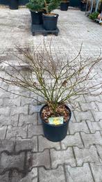 Japanse esdoorn ‘little princess’, Ophalen