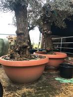 Tekoop olijfboom Olea europea in t-bowl pot., Tuin en Terras, Planten | Bomen, 100 tot 250 cm, Olijfboom, Zomer, Ophalen