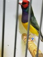 Gouldamadine man, Mannelijk, Tropenvogel, Geringd