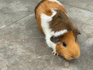 2 Cavia's - vrouwtjes beschikbaar voor biedingen