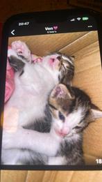 Kitten nu 4 weken oud vrouwtje, Dieren en Toebehoren, Meerdere dieren