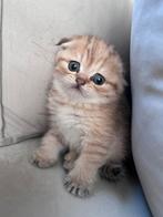 Brits korthaar kittens super schatig!, Dieren en Toebehoren, Meerdere dieren, Ontwormd