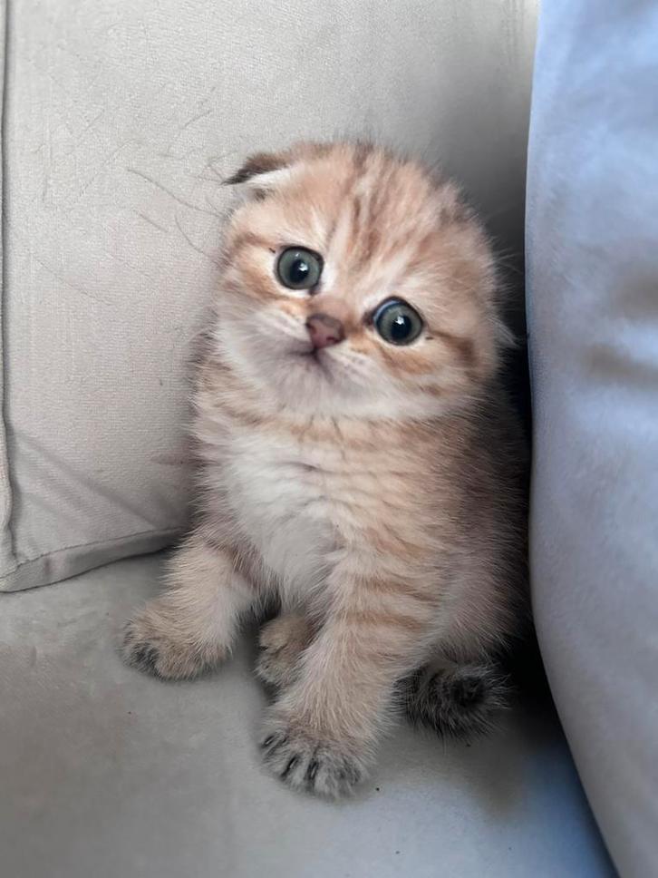 Brits korthaar kittens super schatig!, Dieren en Toebehoren, Katten en Kittens | Raskatten | Langhaar, Meerdere dieren, Ontwormd