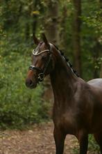 Super leuke KWPN merrie // wegens tijdgebrek, Dieren en Toebehoren, Paarden, Merrie, Dressuurpaard, Zadelmak, 3 tot 6 jaar