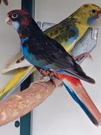 Zwart opaline rosella pop, Dieren en Toebehoren, Vrouwelijk, Parkiet, Geringd