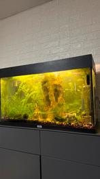 Juwel 160 met toebehoren, Dieren en Toebehoren, Vissen | Aquaria en Toebehoren, Ophalen, Zo goed als nieuw, Leeg aquarium
